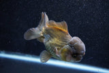 Short Body Thai Oranda  Bronze 4 Inch (ID#1015To14b-74) Free2Day SHIPPING