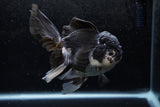 Thai Oranda  Panda 5 Inch (ID#1213To6b-89)