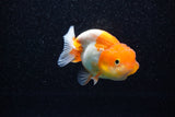 Juvenile Lionchu  Red White 3 Inch (ID#1108R11b-18) Free2Day SHIPPING