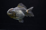 Yuan Bao Oranda  Blue 4 Inch (ID#228Yb10b-57) Free2Day SHIPPING
