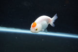 Baby Ranchu  Red White 3 Inch (ID#328R9c-31) Free2Day SHIPPING