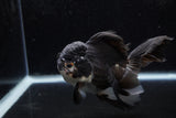 Thai Oranda  Panda 5 Inch (ID#1213To6b-89)