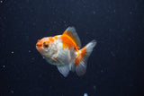 Baby Thai Oranda  Red White 2.5 Inch (ID#1129ToPTA-29) Free2Day SHIPPING