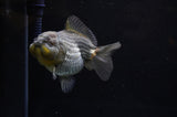 Yuan Bao Oranda  Blue 4 Inch (ID#228Yb10b-57) Free2Day SHIPPING