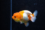 Juvenile Lionchu  Red White 3 Inch (ID#1108R11b-18) Free2Day SHIPPING