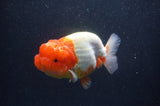 Jumbo Lionchu  Red White 4.5 Inch (ID#408R12a-81)