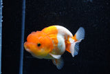 Juvenile Lionchu  Red White 3 Inch (ID#1108R11b-18) Free2Day SHIPPING