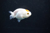 Baby Ranchu  Red White 3 Inch (ID#328R9c-31) Free2Day SHIPPING