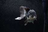 Thai Oranda  Panda 5 Inch (ID#1213To6b-89)