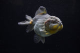 Yuan Bao Oranda  Blue 4 Inch (ID#228Yb10b-57) Free2Day SHIPPING