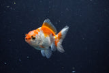 Baby Thai Oranda  Red White 2.5 Inch (ID#1129ToPTA-29) Free2Day SHIPPING