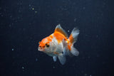 Baby Thai Oranda  Red White 2.5 Inch (ID#1129ToPTA-29) Free2Day SHIPPING