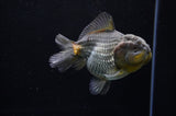 Yuan Bao Oranda  Blue 4 Inch (ID#228Yb10b-57) Free2Day SHIPPING
