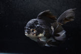 Thai Oranda  Panda 5 Inch (ID#1213To6b-89)