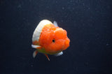 Jumbo Lionchu  Red White 4.5 Inch (ID#408R12a-81)