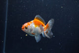 Baby Thai Oranda  Red White 2.5 Inch (ID#1129ToPTA-29) Free2Day SHIPPING