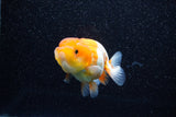 Juvenile Lionchu  Red White 3 Inch (ID#1108R11b-18) Free2Day SHIPPING