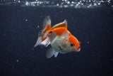 Baby Thai Oranda  Red White 2.5 Inch (ID#1129ToPTA-29) Free2Day SHIPPING