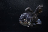 Thai Oranda  Panda 5 Inch (ID#1213To6b-89)