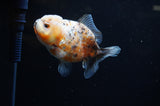 Yuan Bao Oranda  Calico 4 Inch (ID#228Yb10b-58) Free2Day SHIPPING