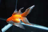 Ryukin Longtail Red White 5 Inch (ID#830Ry7b-7) Free2Day SHIPPING