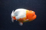 Jumbo Lionchu  Red White 4.5 Inch (ID#408R12a-81)