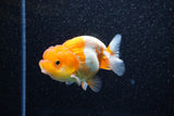 Juvenile Lionchu  Red White 3 Inch (ID#1108R11b-18) Free2Day SHIPPING