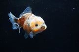 Yuan Bao Oranda  Calico 4 Inch (ID#228Yb10b-58) Free2Day SHIPPING