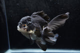 Thai Oranda  Panda 5 Inch (ID#1213To6b-89)