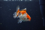 Baby Thai Oranda  Red White 2.5 Inch (ID#1129ToPTA-29) Free2Day SHIPPING