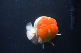 Jumbo Lionchu  Red White 4.5 Inch (ID#408R12a-81)