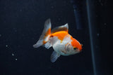 Baby Thai Oranda  Red White 2.5 Inch (ID#1129ToPTA-29) Free2Day SHIPPING