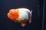 Jumbo Lionchu  Red White 4.5 Inch (ID#408R12a-81)