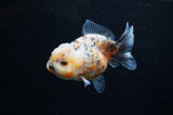 Yuan Bao Oranda  Calico 4 Inch (ID#228Yb10b-58) Free2Day SHIPPING