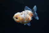 Yuan Bao Oranda  Calico 4 Inch (ID#228Yb10b-58) Free2Day SHIPPING
