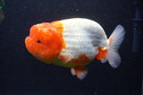 Jumbo Lionchu  Red White 4.5 Inch (ID#408R12a-81)