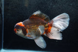 Thai Oranda  Tricolor 7 Inch (ID#1213To6b-90)