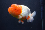 Jumbo Lionchu  Red White 4.5 Inch (ID#408R12a-81)