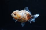 Yuan Bao Oranda  Calico 4 Inch (ID#228Yb10b-58) Free2Day SHIPPING