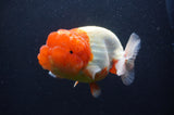 Jumbo Lionchu  Red White 4.5 Inch (ID#408R12a-81)