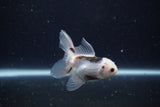 Baby Thai Oranda  Panda 2.5 Inch (ID#1129ToPTA-30) Free2Day SHIPPING