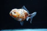 Yuan Bao Oranda  Calico 4 Inch (ID#228Yb10b-58) Free2Day SHIPPING