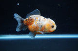 Yuan Bao Oranda  Calico 4 Inch (ID#228Yb10b-58) Free2Day SHIPPING
