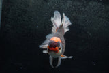 Thai Oranda  Tricolor 7 Inch (ID#1213To6b-90)