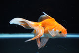 Ryukin Longtail Red White 5 Inch (ID#830Ry7b-7) Free2Day SHIPPING