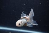 Baby Thai Oranda  Panda 2.5 Inch (ID#1129ToPTA-30) Free2Day SHIPPING