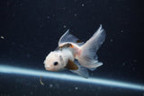 Baby Thai Oranda  Panda 2.5 Inch (ID#1129ToPTA-30) Free2Day SHIPPING