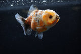 Yuan Bao Oranda  Calico 4 Inch (ID#228Yb10b-58) Free2Day SHIPPING