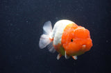 Jumbo Lionchu  Red White 4.5 Inch (ID#408R12a-81)