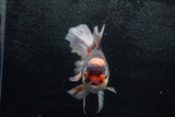 Thai Oranda  Tricolor 7 Inch (ID#1213To6b-90)